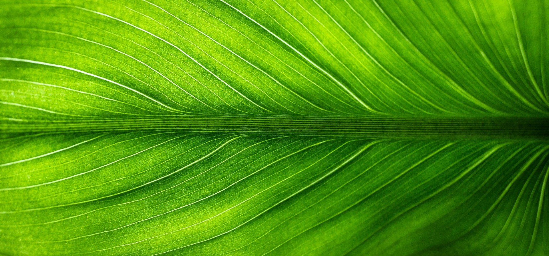 leaf-2210973_1920